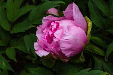 çiçekli peonies bahçede