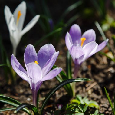 Pulsatilla yaygın isimlerin patentini Doğu pasqueflower, Prairie crocus ve bahar bahçesinde kesim yaprağı şakayığı alır. Çiçek arka planı.