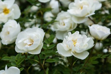 Güzel tonda güller yakın. Doğa arka planı