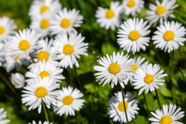 Bahçedeki beyaz papatyalar