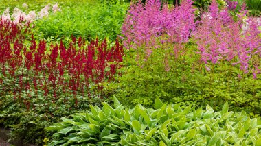 Astilbe japonik bir bahçe. Sahte Spiraea, doğal arkaplanda tuzlanma
