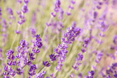 Lavanta çiçekleri ile güzel yaz manzarası