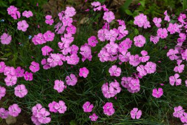 Yaz bahçesinde Dianthus plumarius. Kaya bahçesinde çiçeklenme çeşitleri ortak pembe Dianthus plumarius