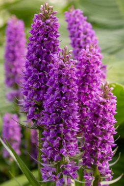 Doğal arka planda Dactylorhiza baltica