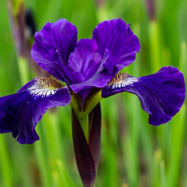 Sibirya iris çiçekleri (iris sibirica) bahçede yeşil bir arka plan üzerinde