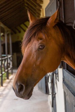 Ahırda güzel at portresi