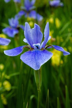 Sibirya iris çiçekleri (iris sibirica) bahçede yeşil bir arka plan üzerinde
