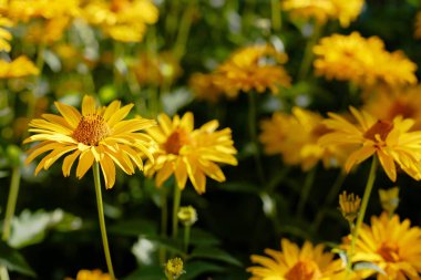 Çiçek yatağında sarı papatyalar. Otsu yıllıklar ve çok yıllık heliopsis cinsi (Heliopsis).