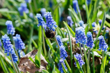 Muscari çiçekleri, Muscari armeniacum, Üzüm Sümbüller bahar çiçekleri nisan ve mayıs aylarında çiçek. Mavi çiçekli Muscari armeniacum bitkisi