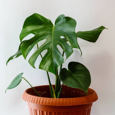 Monstera yeşil yaprakları - popüler bir tropikal bitki