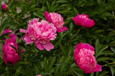 çiçekli peonies bahçede