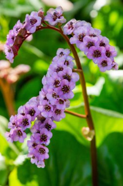 Bahar bahçesinde Bergenia rotblum. Pembe çiçek bergenia (fil kulağı, badan, Sibirya çayı, Moğol çayı, deri bergenia. Bergenia cordifolia