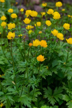 Küre çiçeği. Sarı çiçekler Trollius veya globeflower. (lat. Trllius) Ranunculaceae familyasından çok yıllık otsu bitkilerden oluşan bir cins