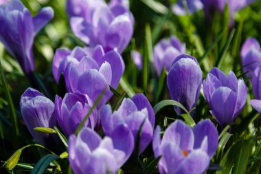 Çiğdem, çoğul crocuses iris ailesinde çiçekli bitkilerin bir cinstir. Bir demet timsah, timsahlarla dolu bir çayır.
