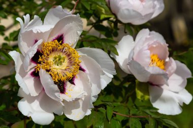 çiçekli peonies bahçede