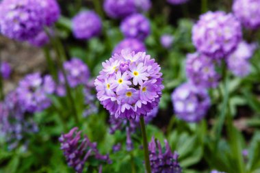 Alp tepesinde primula denticulata. Bahar bahçesinde çuha çiçeği. 