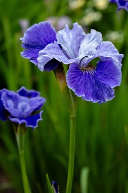 Sibirya iris çiçekleri (iris sibirica) bahçede yeşil bir arka plan üzerinde