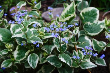 Bahar bahçesinde Navelwort veya omphalodes linifolia mavi çiçekler. Opmhalodes vesna Moench çeşitli. Doğa arka planı