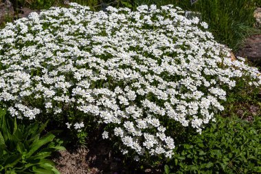 Kaya bahçesinde İberis gibraltarica. Beyaz çiçeklerle çiçek arka plan. Alp slaytlar için zemin örtüsü bitkiler