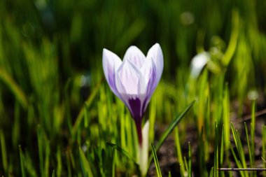 Çiğdem, çoğul crocuses iris ailesinde çiçekli bitkilerin bir cinstir. Bir demet timsah, timsahlarla dolu bir çayır.