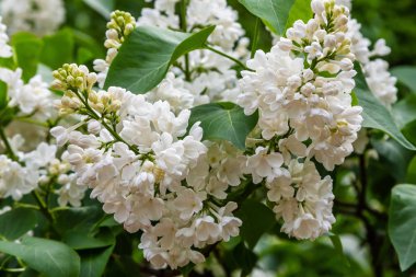 Bahçede çiçek açan leylak (Syringa). Doğal arka planda güzel mor leylak çiçekleri