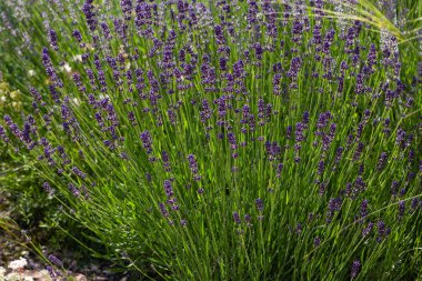 Lavanta çiçekleri ile güzel yaz manzarası