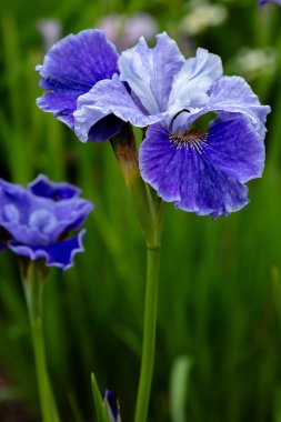 Sibirya iris çiçekleri (iris sibirica) bahçede yeşil bir arka plan üzerinde