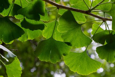 Botanik bahçesinde genç ağaç Ginkgo biloba. Bahçede Ginkgo biloba ağacı güven. Bahçede şifalı bitkiler