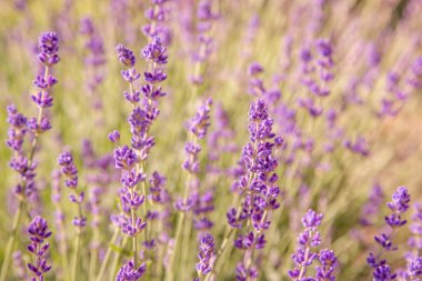 Lavanta çiçekleri ile güzel yaz manzarası