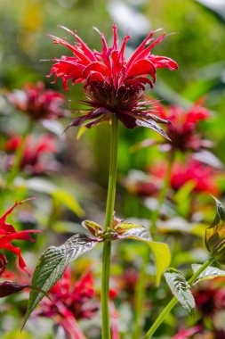 Monarda kırmızı çiçek, bahçede çiçek monarda