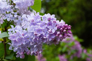 Bahçede çiçek açan leylak (Syringa). Doğal arka planda güzel mor leylak çiçekleri