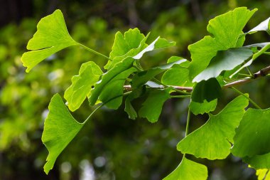 Botanik bahçesinde genç ağaç Ginkgo biloba. Bahçede Ginkgo biloba ağacı güven. Bahçede şifalı bitkiler