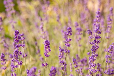 Lavanta çiçekleri ile güzel yaz manzarası