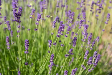 Lavanta çiçekleri ile güzel yaz manzarası