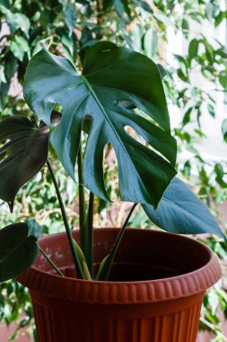 Monstera yeşil yaprakları - popüler bir tropikal bitki