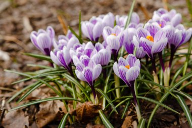 Çiğdem, çoğul crocuses iris ailesinde çiçekli bitkilerin bir cinstir. Bir demet timsah, timsahlarla dolu bir çayır.
