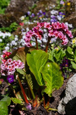 Bahar bahçesinde Bergenia rotblum. Pembe çiçek bergenia (fil kulağı, badan, Sibirya çayı, Moğol çayı, deri bergenia. Bergenia cordifolia