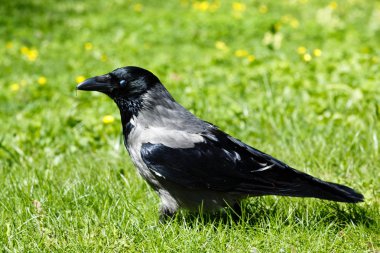 Corvus cornix. Bahçede gri karga civciv