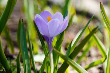 Çiğdem, çoğul crocuses iris ailesinde çiçekli bitkilerin bir cinstir. Bir demet timsah, timsahlarla dolu bir çayır.