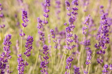 Lavanta çiçekleri ile güzel yaz manzarası