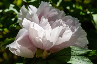 çiçekli peonies bahçede