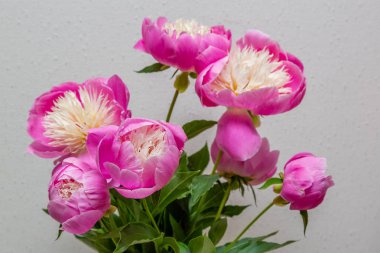 Taze şakayık çiçekler, yakın görünüm