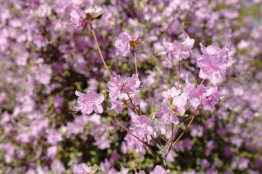 Bahar bahçesinde çiçekli rhododendrons