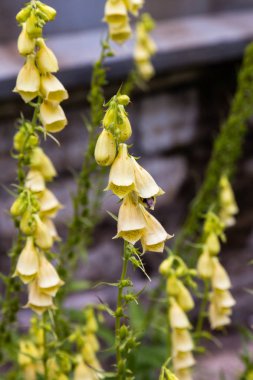 Digitalis Purpera 'nın çiçeği, bahçede yüksükotu. Digitalis (dijitalis) yaygın bir dekoratif ve tıbbi bitkinin yanı sıra değerli bir bal bitkisidir.