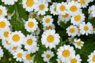 Chamomiles, papatyalar, pyrethrum çiçek arka plan