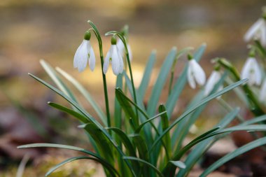 Kardelen veya ortak kardelen (Galanthus nivalis) bahçede çiçekler