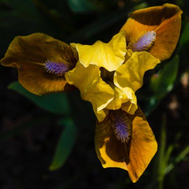 Yaz bahçesinde Xiphium. Xiphium çok yıllık soğanlı bitkidir 