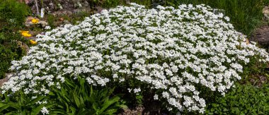 Kaya bahçesinde İberis gibraltarica. Beyaz çiçeklerle çiçek arka plan. Alp slaytlar için zemin örtüsü bitkiler