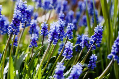 Muscari çiçekleri, Muscari armeniacum, Üzüm Sümbüller bahar çiçekleri nisan ve mayıs aylarında çiçek. Mavi çiçekli Muscari armeniacum bitkisi
