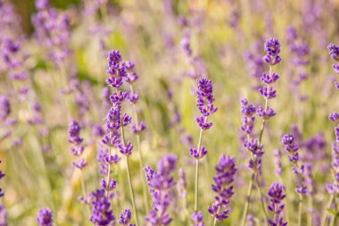 Lavanta çiçekleri ile güzel yaz manzarası